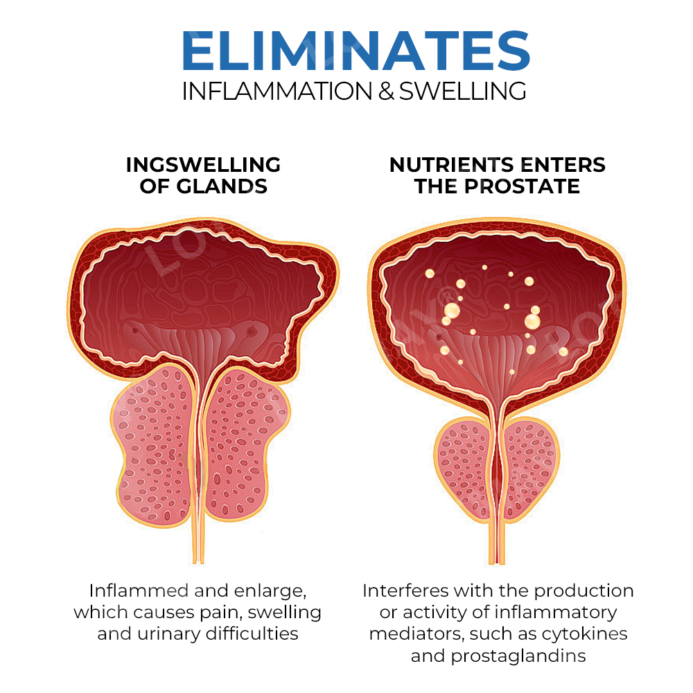 Lotmay® Bee VenomX DualIgnite Performance System For Prostate Relief. Stamina Support