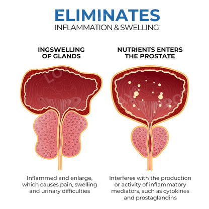 Lotmay® Bee VenomX DualIgnite Performance System For Prostate Relief. Stamina Support